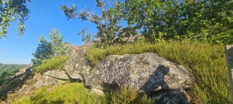 Stein-Storås