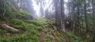 Bjomdalskollen