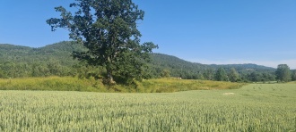 Holm-Holmsvegen Gravfelt