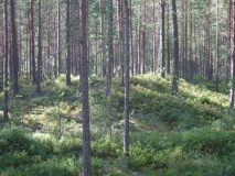 Fjonemøane