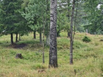 Rønneberg