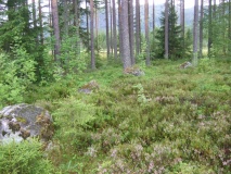 Fjøsviken