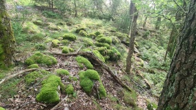 Tjuvåsen-Færder