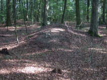 Bøkeskogen