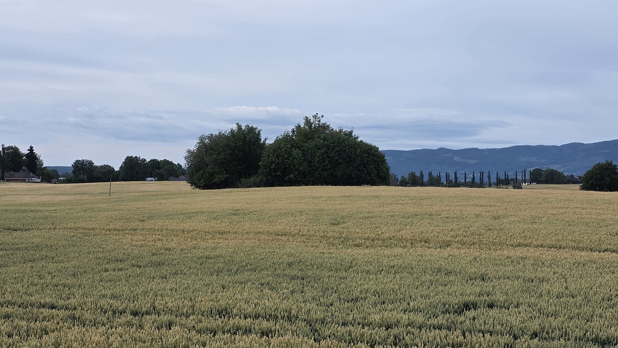 Sørjorden