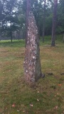 Blomsholm standing stones