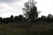 Click for full size image of Kånna Högar 2019 (PID:202725) Kånna Högar 2019