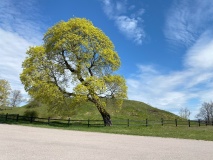 Gamla Uppsala Tingshögen