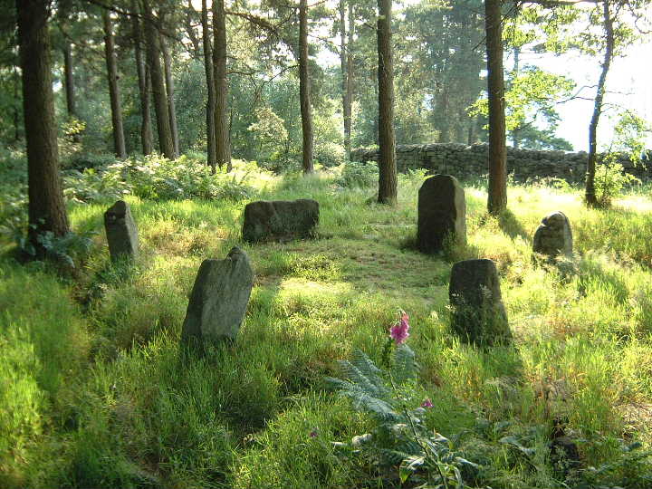 Doll Tor stone circle with foxglove.

 Nominated for the Spirit of Place gallery by Tim Prevett