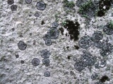 Stonehenge. - PID:27035
