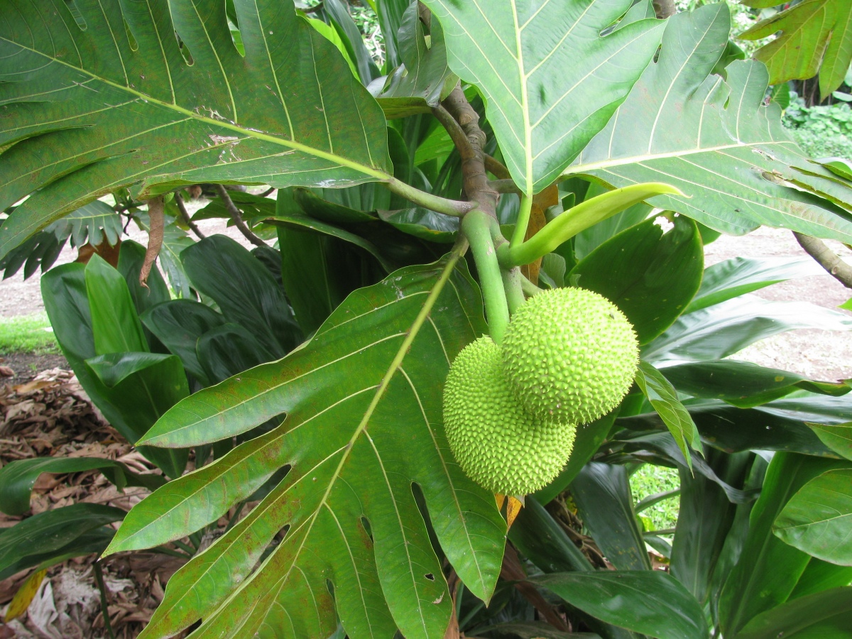 Artocarpus altilis (Ulu, breadfruit)
Fruit and leaves at Kahanu Gardens Hana, Maui, Hawaii.

Photo Credit: Forest and Kim Starr