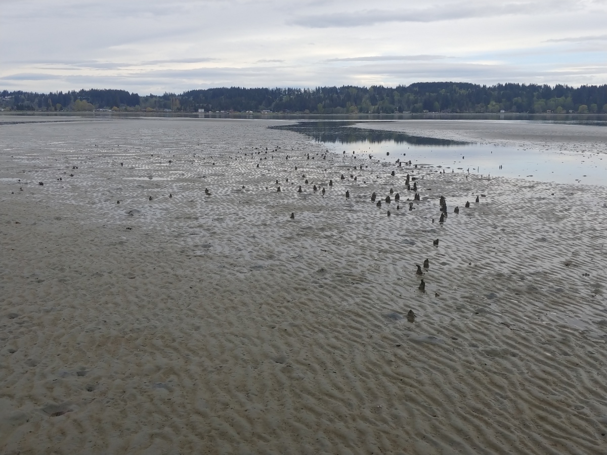 Ancient Fish Trap Posts