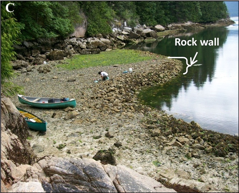 Ancient clam gardens on Quadra Island