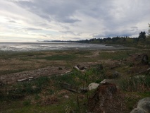 Comox Harbor Ancient Fish Trap