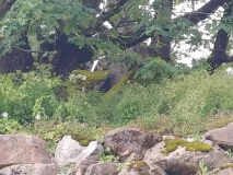 Sumas Lightning Rock
