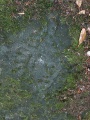 Petroglyph Provincial Park (British Columbia)