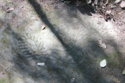 Petroglyph Provincial Park (British Columbia)