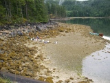 Ancient clam gardens on Quadra Island