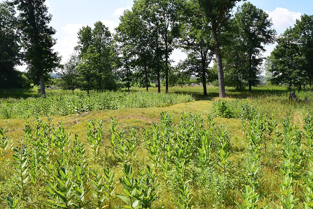 Lizard Mound State Park