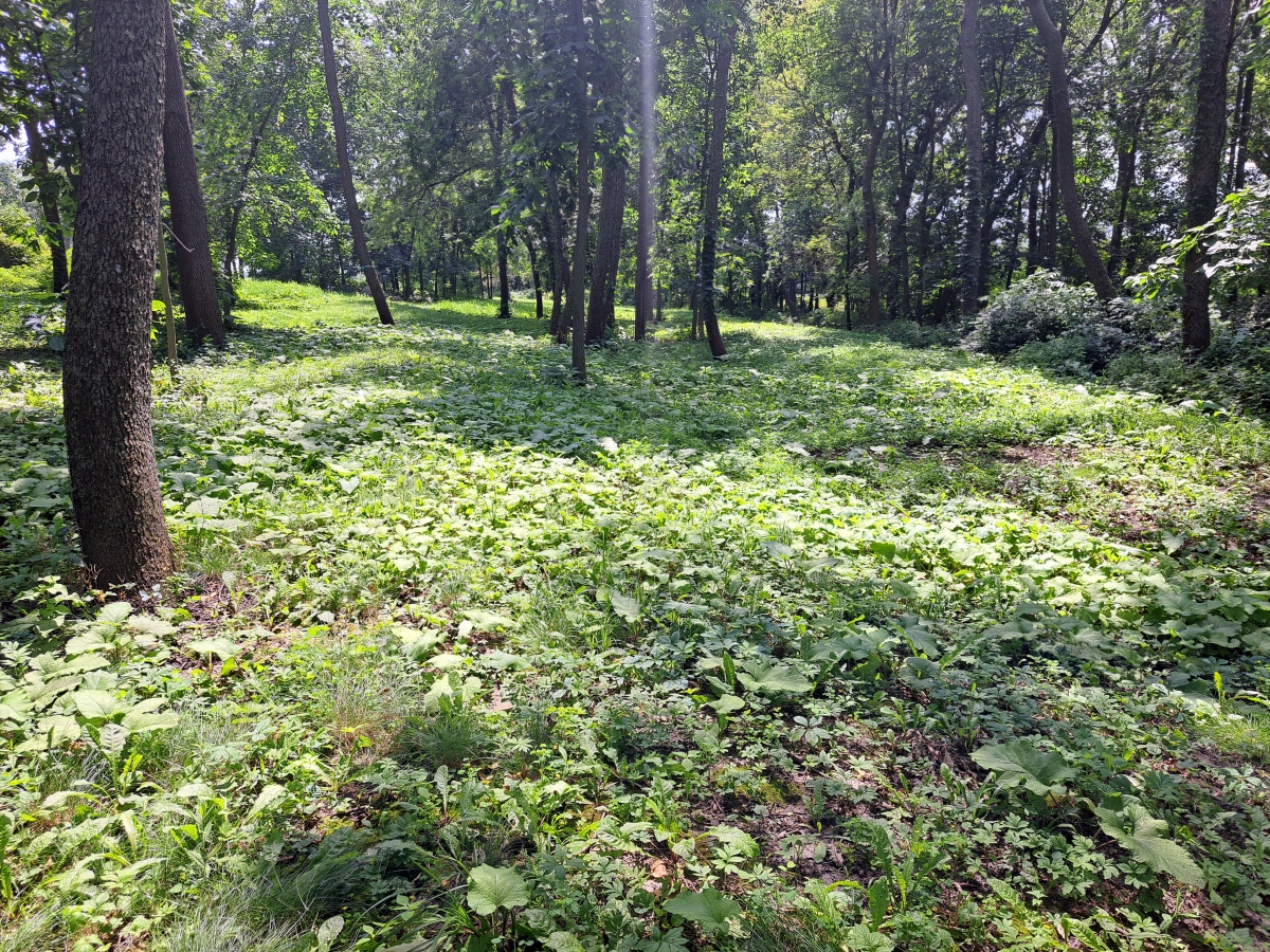 Nitschke Mounds State Park