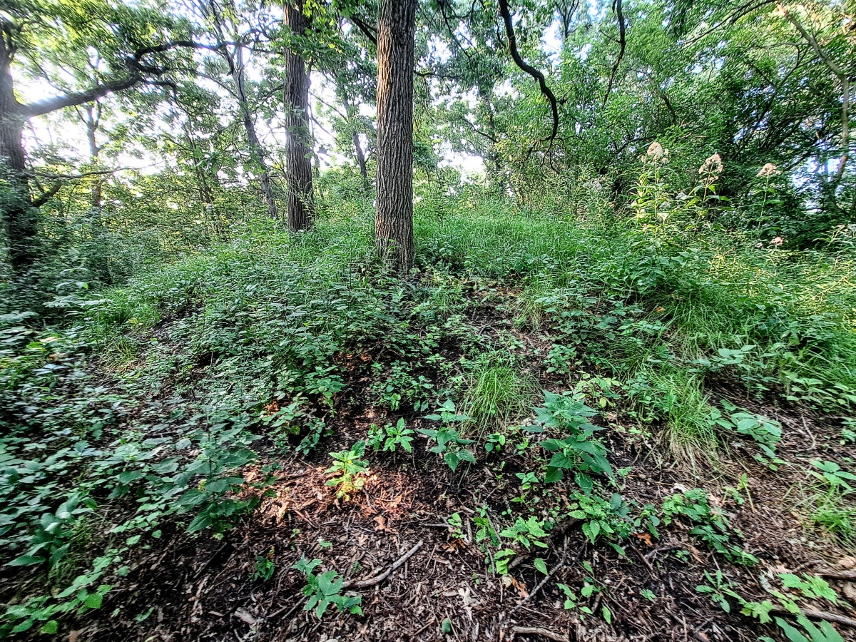 Click for the gallery page to add comments and vote (PID:275350) Governor Nelson State Park Effigy Mounds