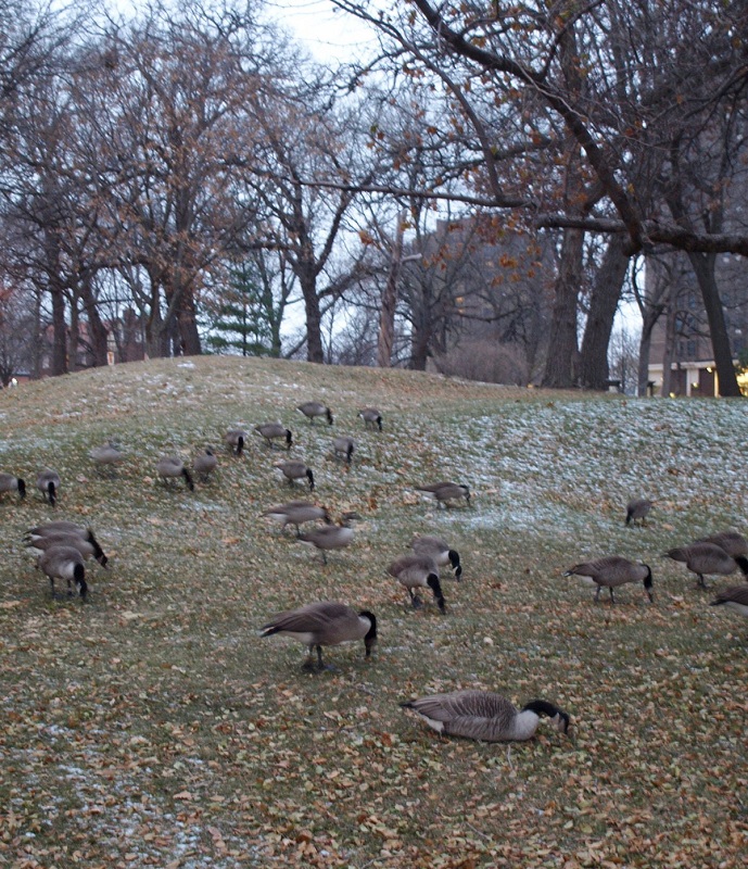 Beattie Park Mound Group