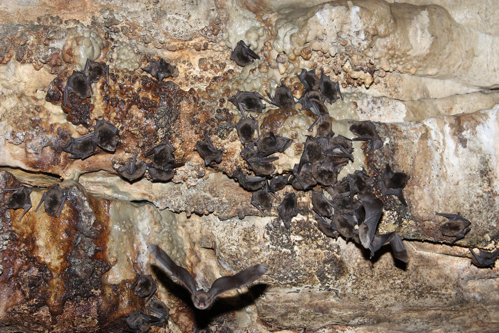 Click for the gallery page to add comments and vote (PID:189870) Wyandotte Cave