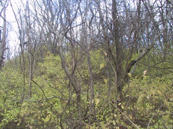 Click for full size image of Pyramid Mound (PID:54554) Pyramid Mound