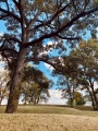 Mt. Horeb Earthworks Complex - PID:249169