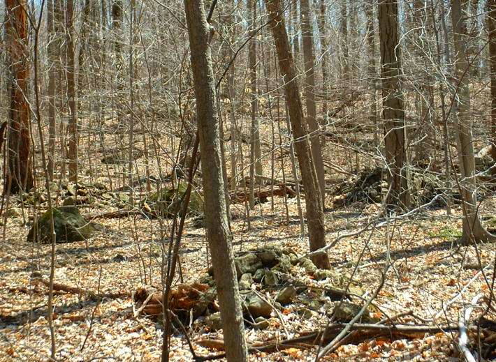 Rock piles covered with leaves are not exciting viewing, but here's one picture as a sample. This site probably had close to forty piles. Whether or not piles like this were burials is controversial. There is no doubt that indigenous people sometimes marked burials with cairns, but there are a number of other theories about what large cairn fields like this represent. Some say they are often marke