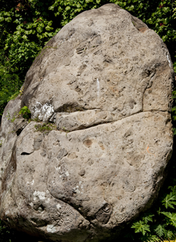 Large boulder with mass carvings from the Pre-Contact period, Mt Rich, Grenada, Lesser Antilles, Caribbean.