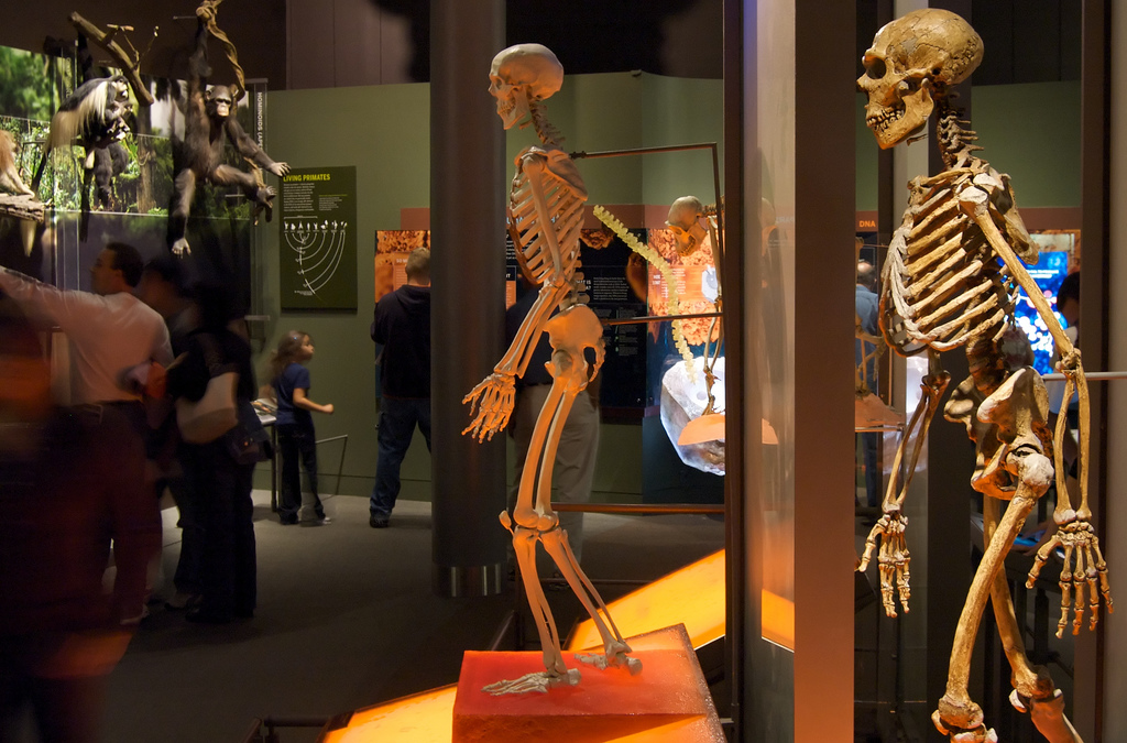 Click for full size image of American Museum of Natural History (New York) (PID:167455) American Museum of Natural History (New York)