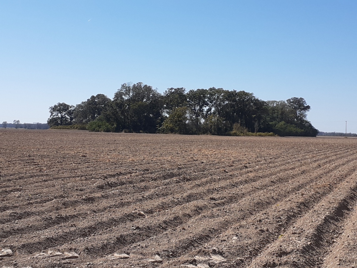Click for the gallery page to add comments and vote (PID:253851) Arcola Mounds