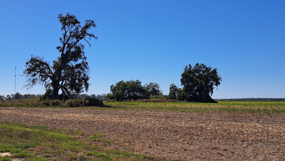 Carter Mounds