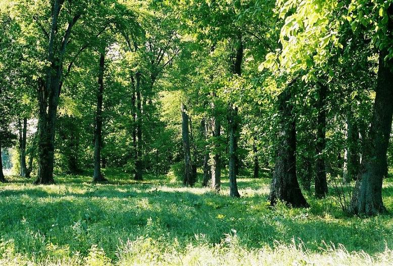 Toltec Mounds - Embankment