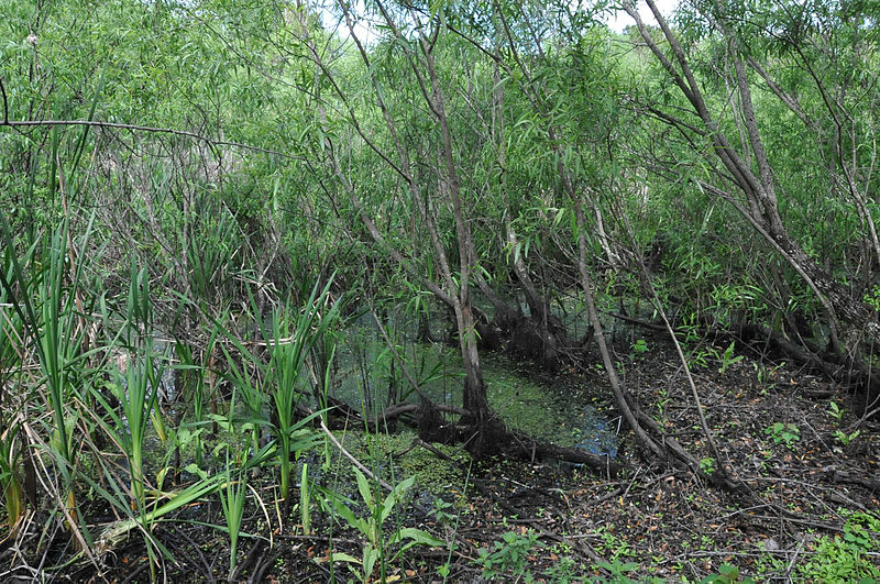 Click for the gallery page to add comments and vote (PID:116120) Windover (Florida)