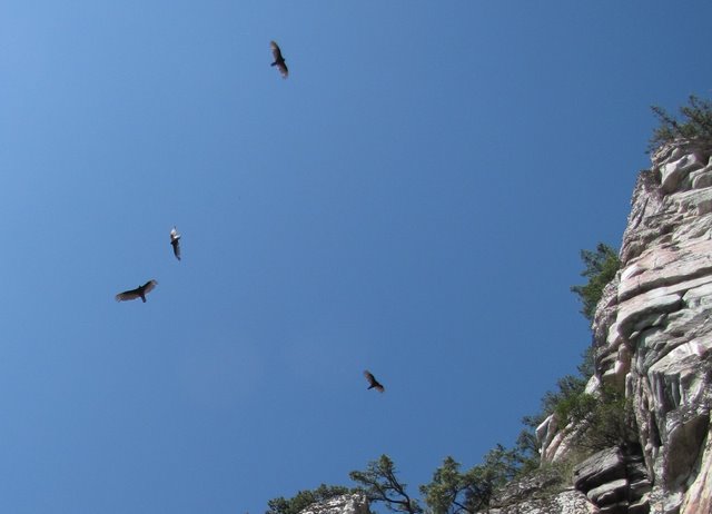 Pilot Knob is a home to a range of raptors... they circle and circle above the 200ft white cliffs. Astounding to watch.