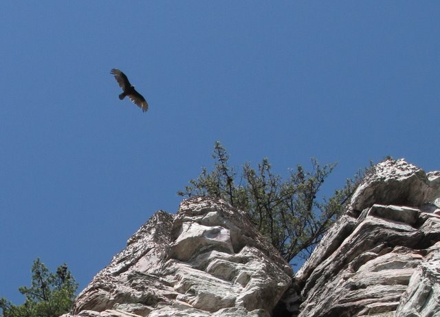 Pilot Knob is a home to a range of raptors... they circle and circle above the 200ft white cliffs. Astounding to watch.