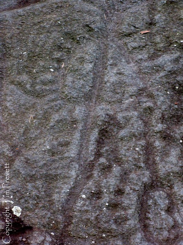 Closer shots of the rock and glyphs. Useful to compare with the diagram to work it out (http://www.megalithic.co.uk/modules.php?op=modload&name=a312&file=index&do=showpic&pid=51746)