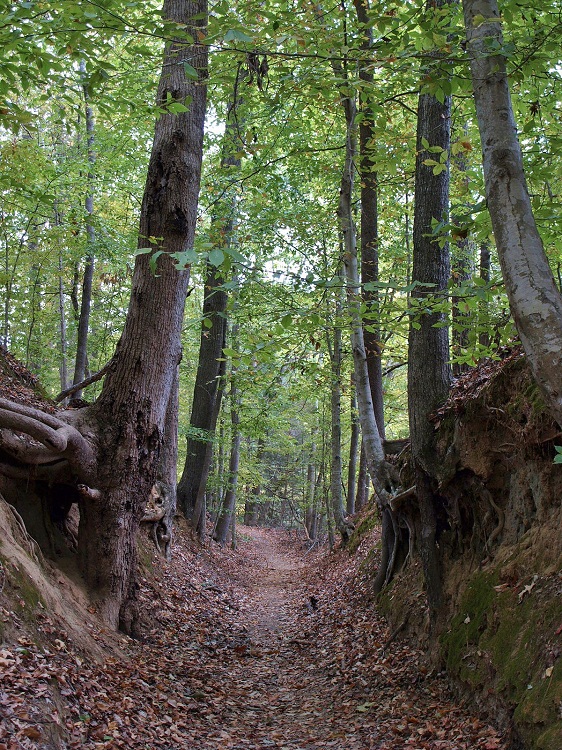 Click for the gallery page to add comments and vote (PID:93350) Natchez Trace