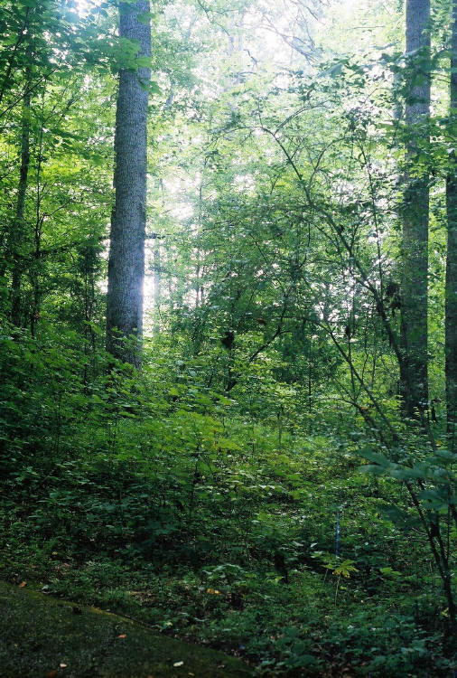 Russell Cave Mound