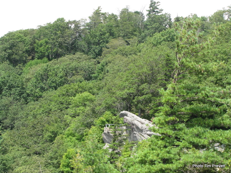 View from The Blowing Rock - where, the legend says, a Cherokee 'brave' attempted to commit suicide, torn between duty to return to his tribe and love for a Chickasaw Chieftain's daughter. A gust of wind blew him back into the arms of his distraught love once he had thrown himself over the edge. Smaller objects are said to be returned to people by the updraft here. The day I visited was a swelteri