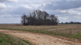 Venable Mound