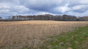 Caney Bayou Mound
