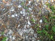 Dauphin Island Shell Mound Park