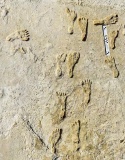 Click for full size image of Fossilized Footprints - White Sands National Park (PID:263680) Fossilized Footprints - White Sands National Park