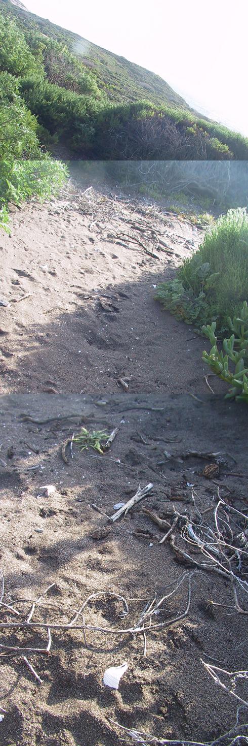 Click for full size image of Sand Hill Bluff Shellmound (PID:55381) Sand Hill Bluff Shellmound