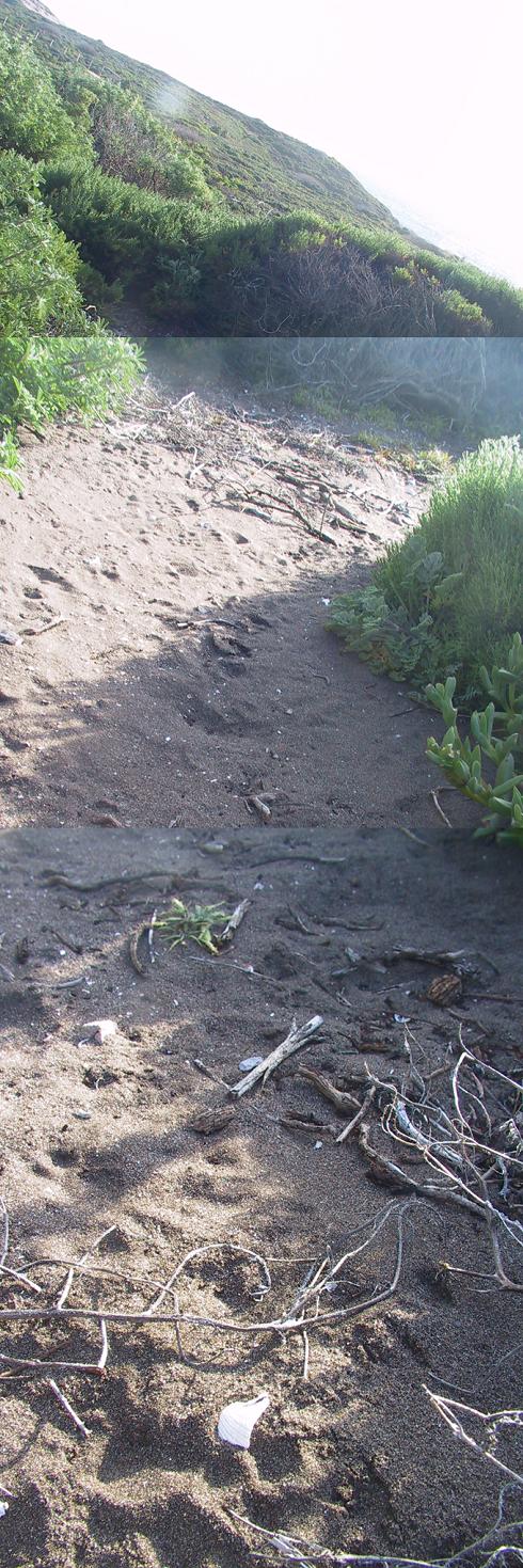 Sand Hill Bluff Shellmound