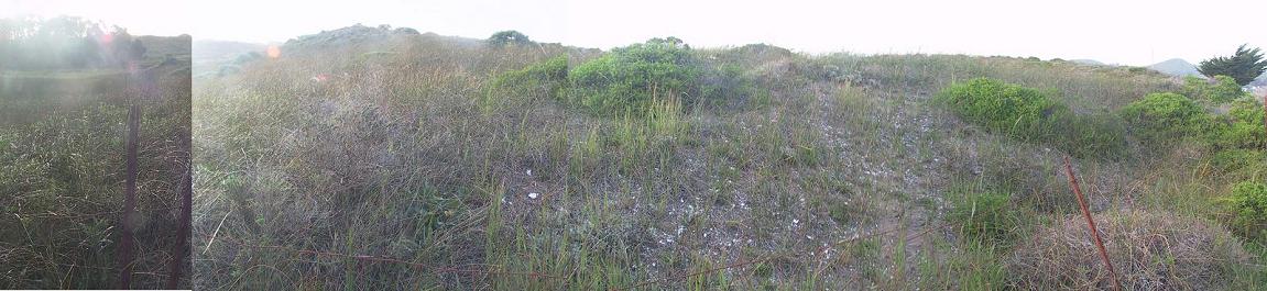 Bodega Harbor Shellmound