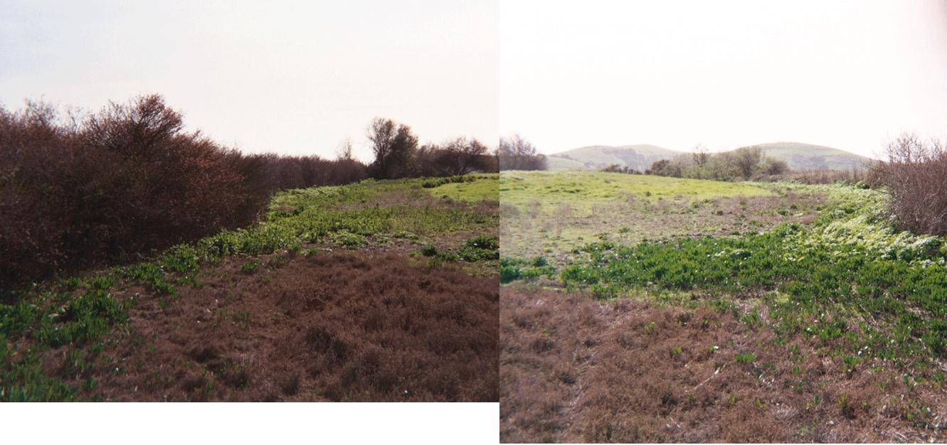 looking across the shellmound to the west